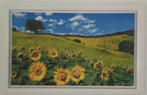 Champ de tournesols