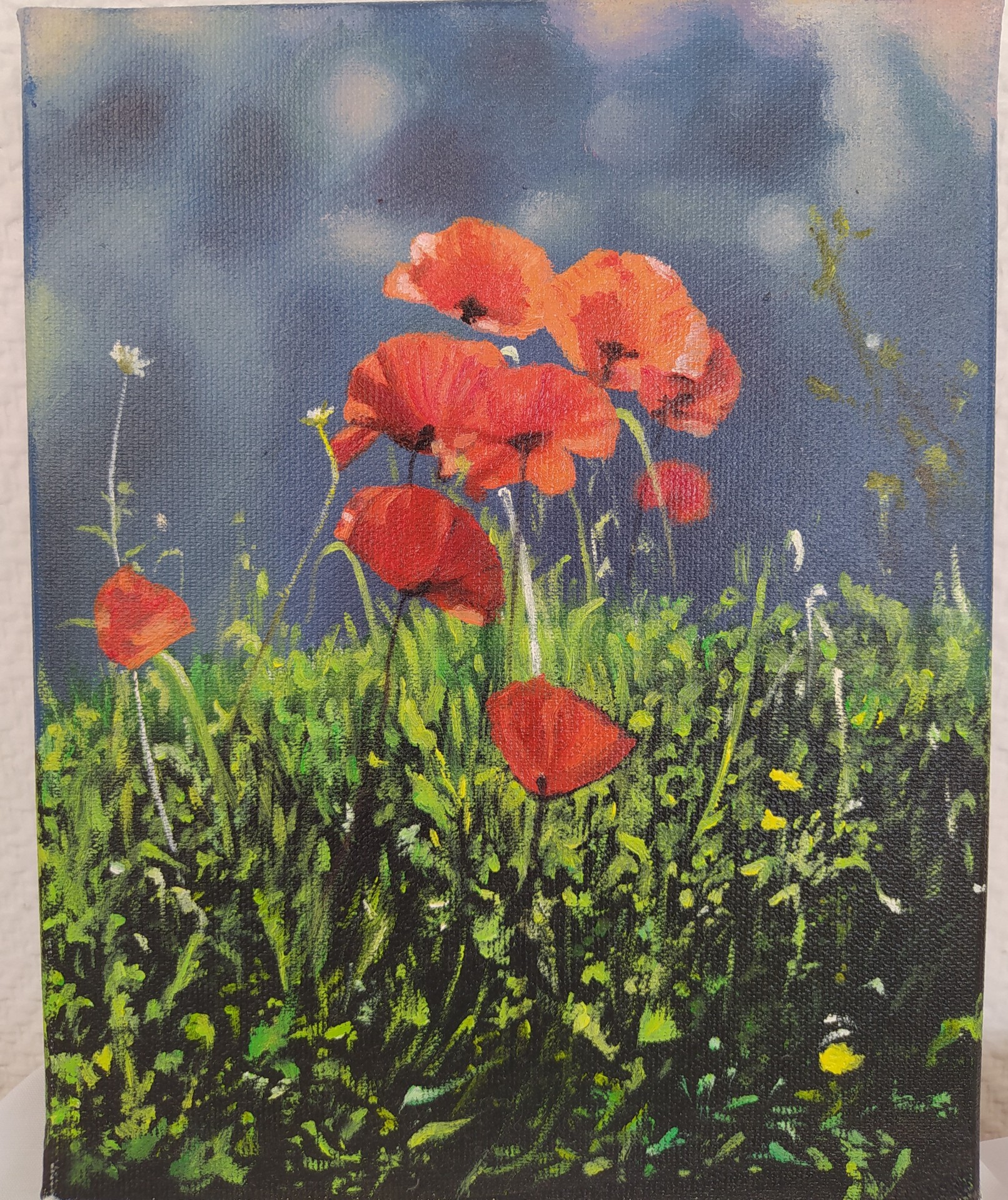 Coquelicots