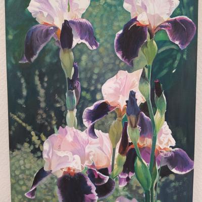 Iris au jardin